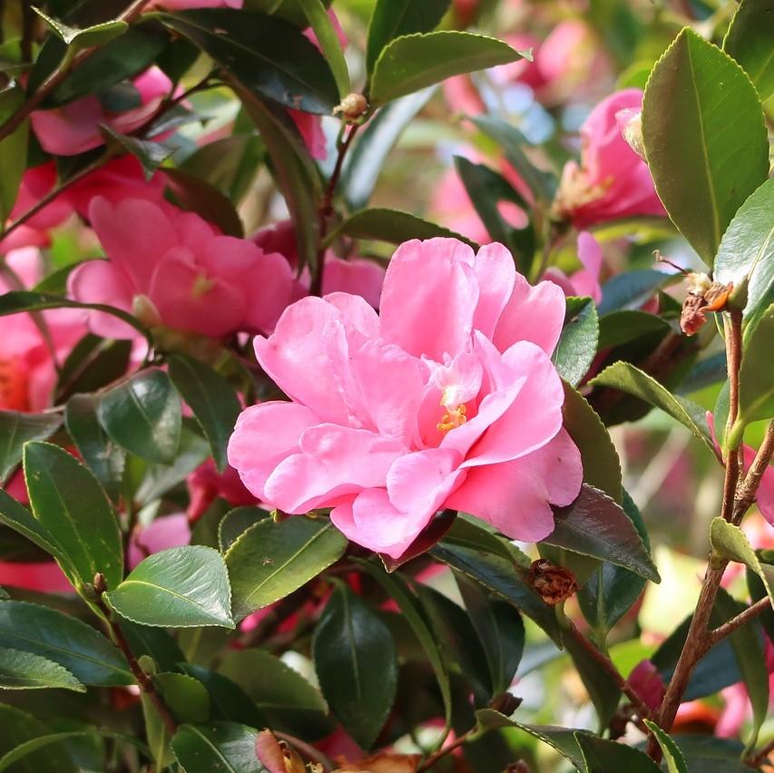 Camellia 'Winter's Joy' ~ Winter's Joy Camellia-ServeScape