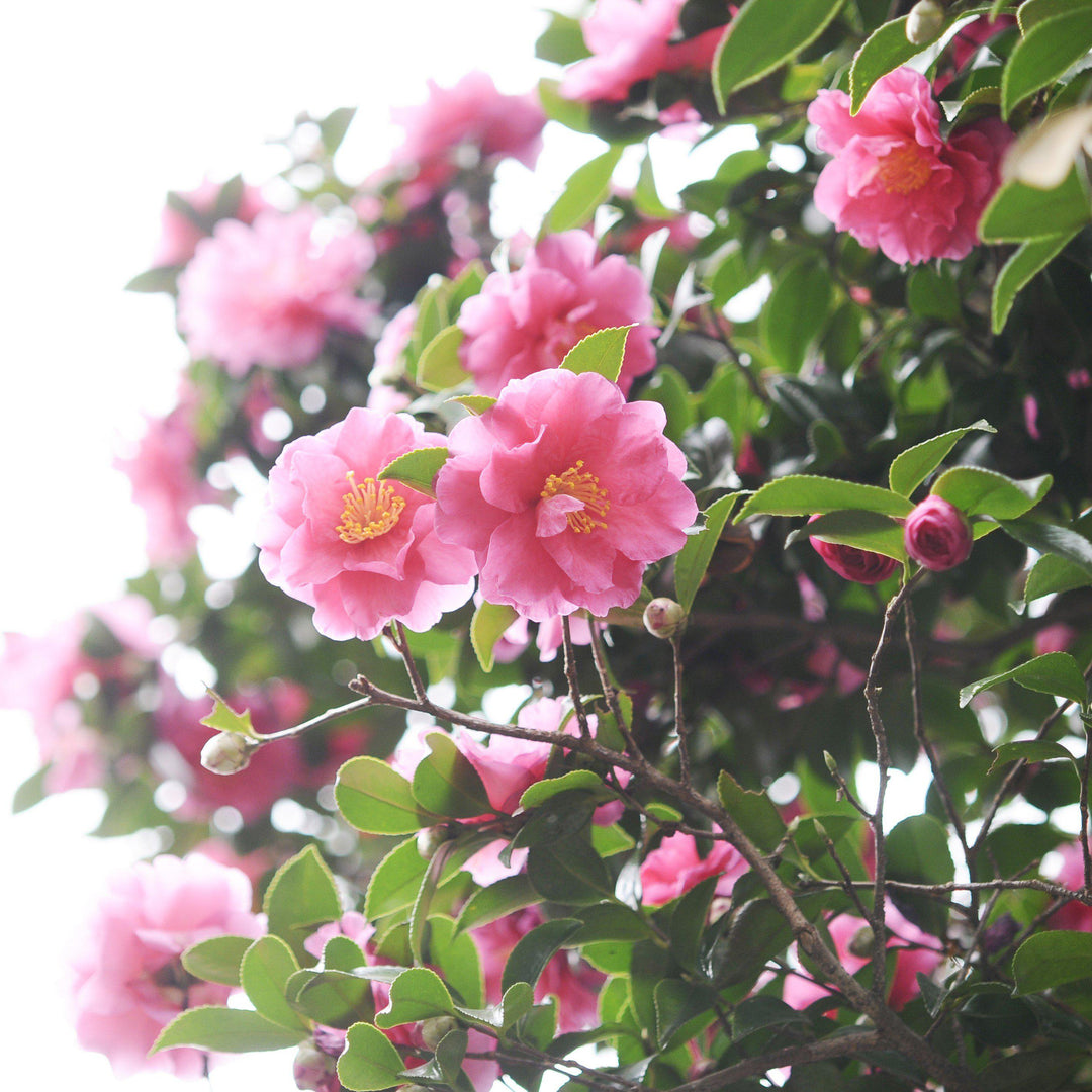 Camellia 'Winter's Joy' ~ Winter's Joy Camellia - Delivered By ServeScape