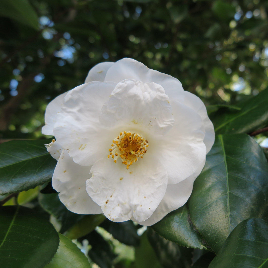 Camellia 'Winter's Snowman' ~ Winter's Snowman Ice Angels® Camellia - Delivered By ServeScape