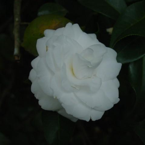 Camellia japonica 'Alba Plena' ~ Alba Plena Camelllia-ServeScape