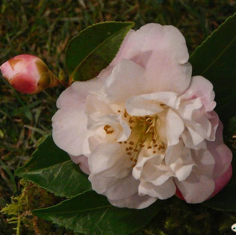 Camellia japonica 'April Blush' ~ April Blush Camellia-ServeScape