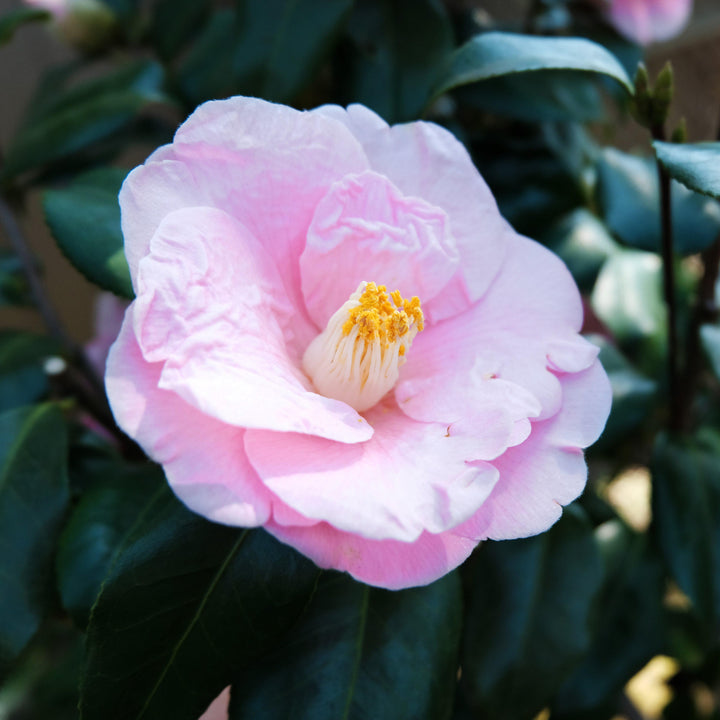 Camellia japonica 'April Blush' ~ April Blush Camellia - Delivered By ServeScape