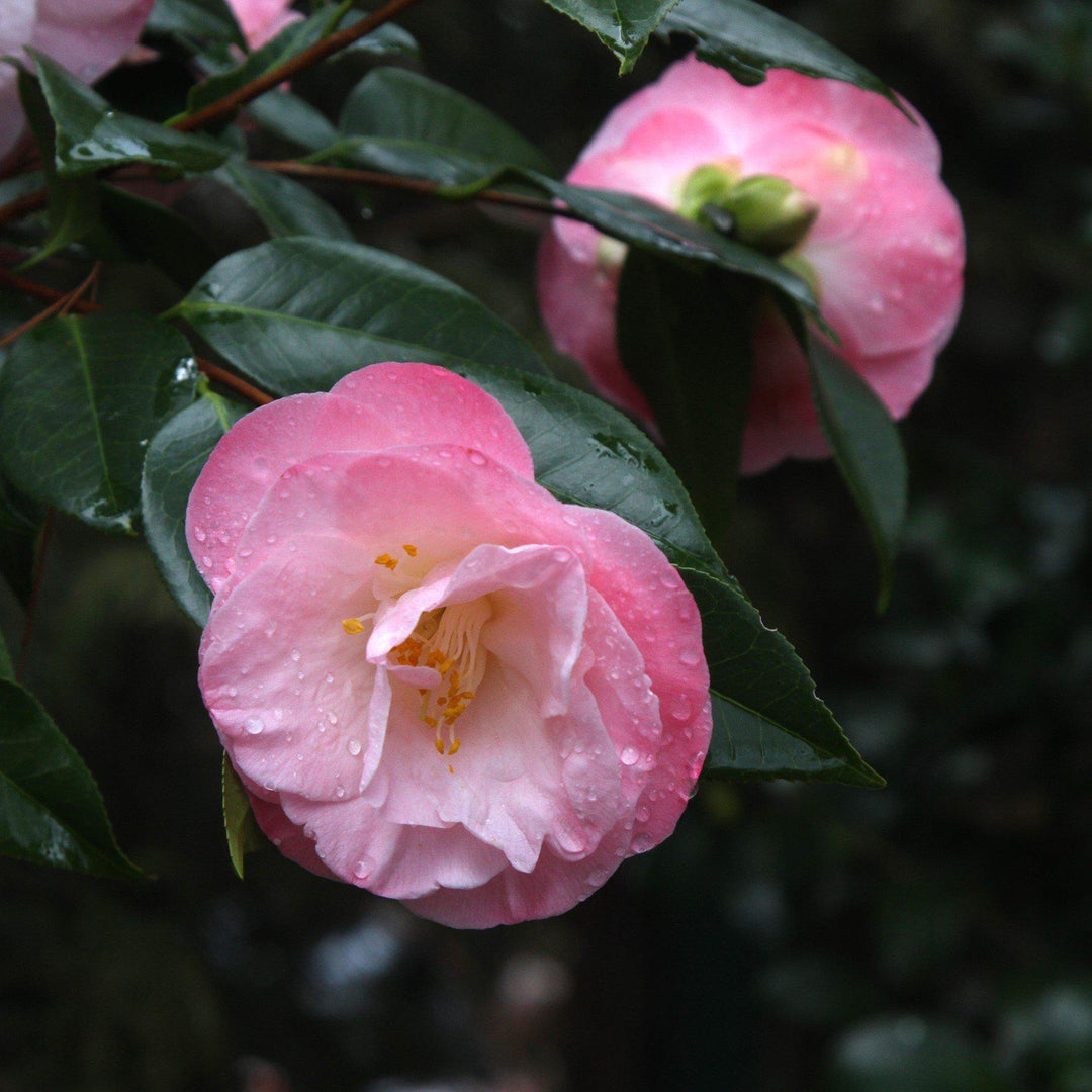 Camellia japonica 'April Remembered' ~ April Remembered Ice Angels® Camellia-ServeScape