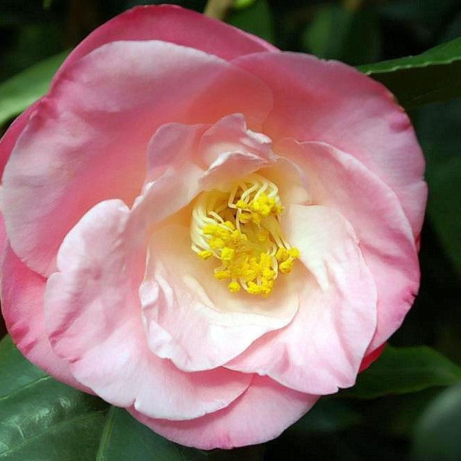 Camellia japonica 'April Remembered' ~ April Remembered Ice Angels® Camellia - Delivered By ServeScape