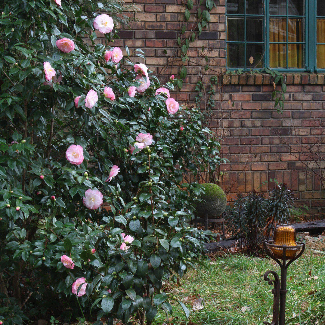 Camellia japonica 'April Remembered' ~ April Remembered Ice Angels® Camellia-ServeScape