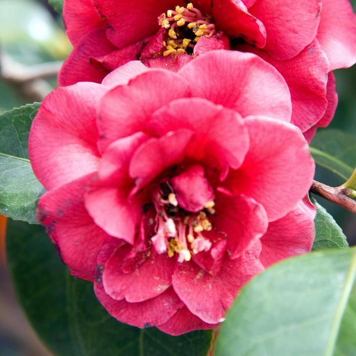 Camellia japonica 'April Tryst' ~ April Tryst Camellia - Delivered By ServeScape