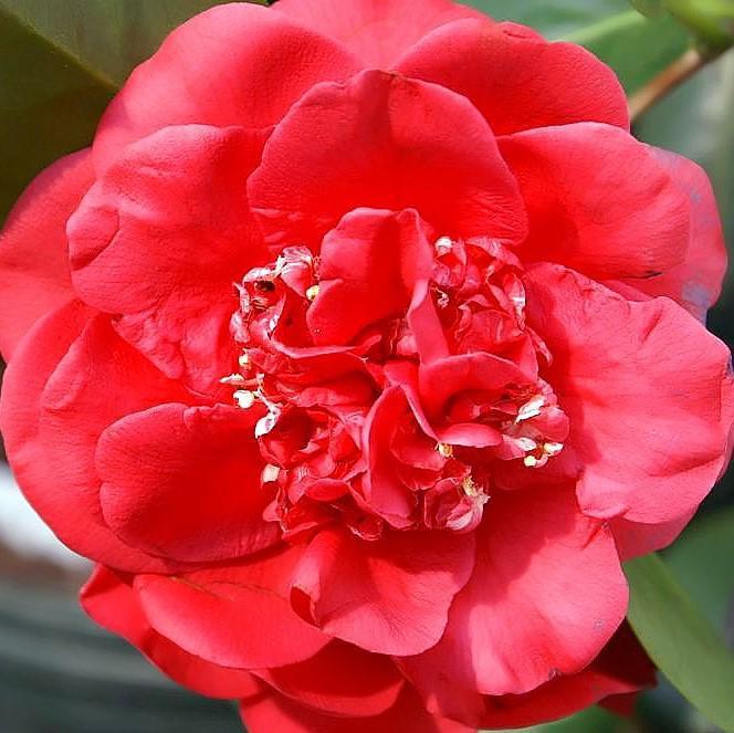 Camellia japonica 'April Tryst' ~ April Tryst Camellia-ServeScape