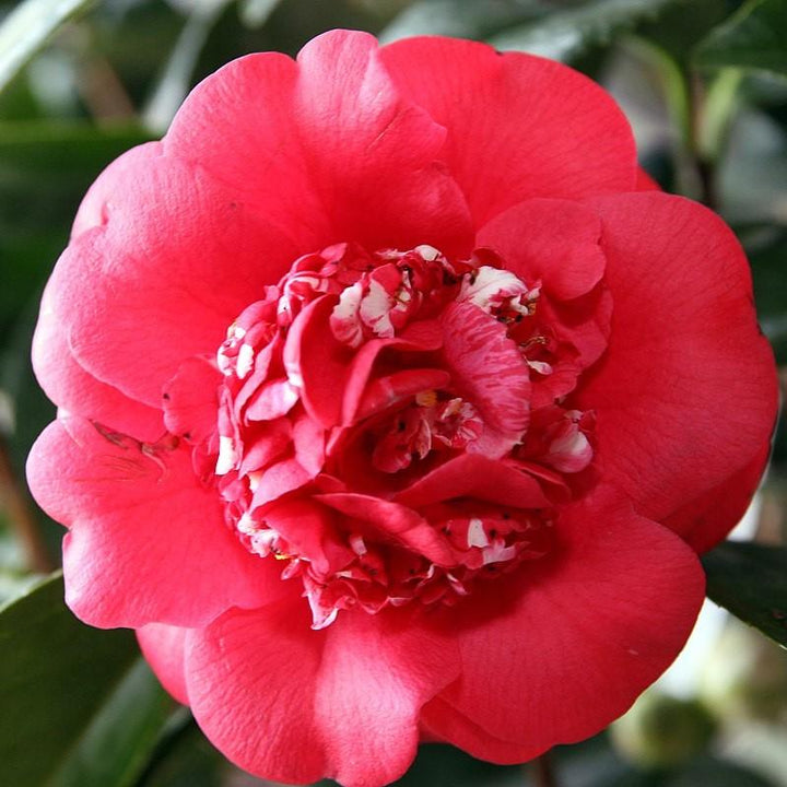 Camellia japonica 'April Tryst' ~ April Tryst Camellia-ServeScape