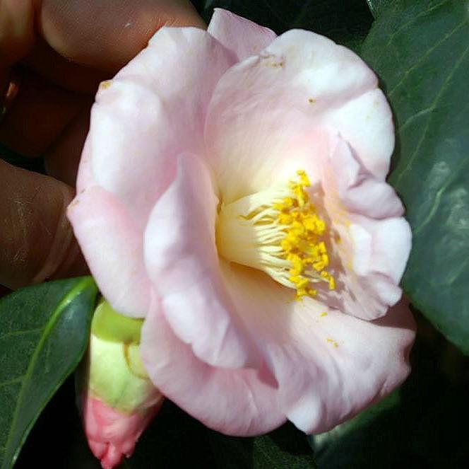 Camellia japonica 'Berenice Boddy' ~ Berenice Boddy Camellia-ServeScape