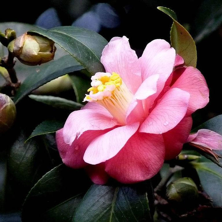 Camellia japonica 'Berenice Boddy' ~ Berenice Boddy Camellia-ServeScape