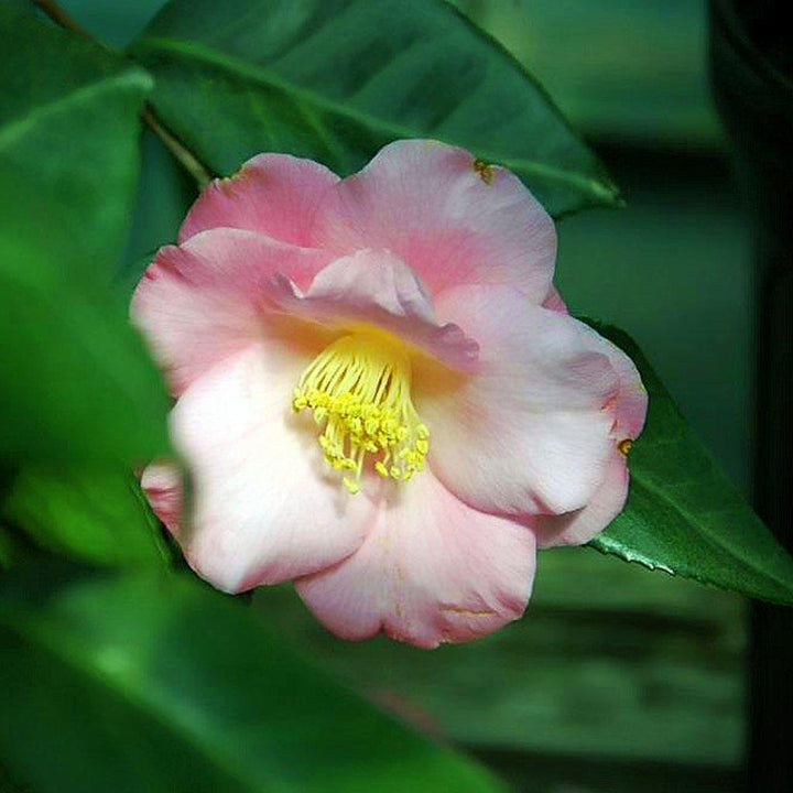 Camellia japonica 'Berenice Boddy' ~ Berenice Boddy Camellia - Delivered By ServeScape