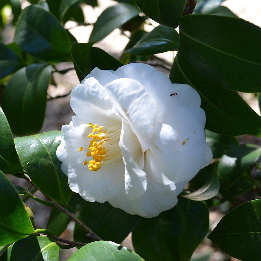 Camellia japonica 'Bessie Battle' ~ Bessie Battle Camellia-ServeScape
