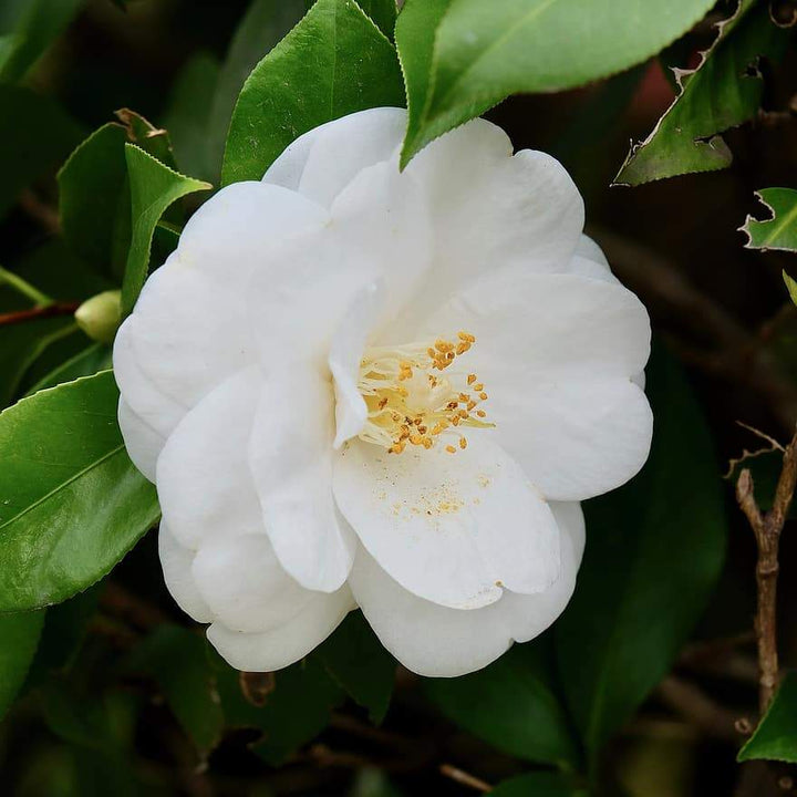 Camellia japonica 'Bessie Battle' ~ Bessie Battle Camellia - Delivered By ServeScape