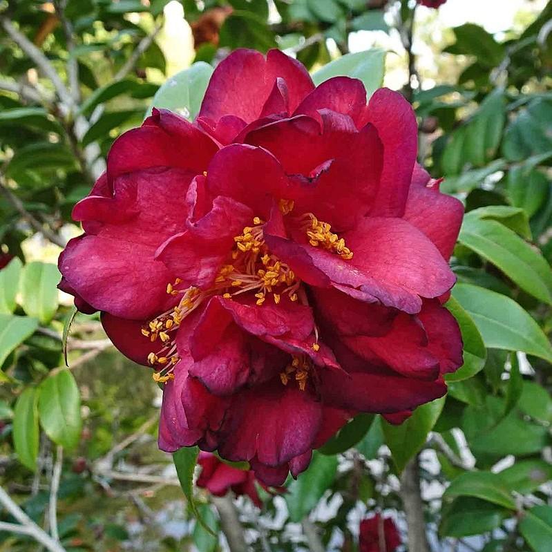 Camellia japonica 'Black Magic' ~ Black Magic Camellia-ServeScape