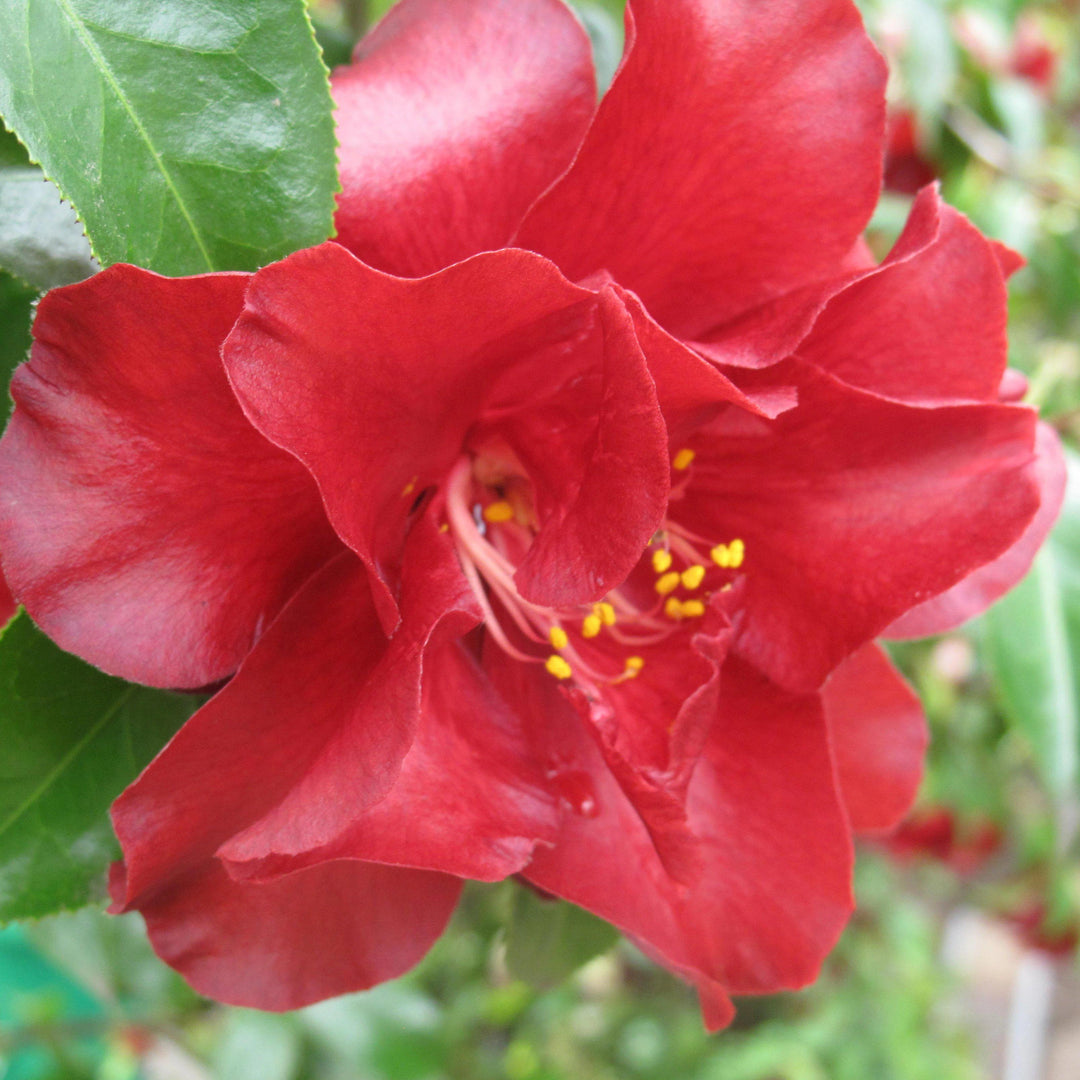 Camellia japonica 'Black Magic' ~ Black Magic Camellia - Delivered By ServeScape