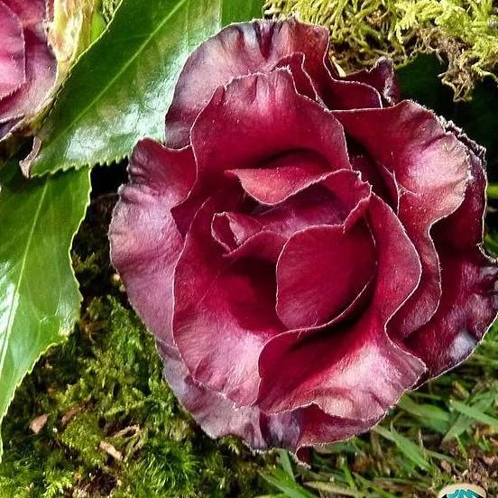 Camellia japonica 'Black Magic' ~ Black Magic Camellia-ServeScape