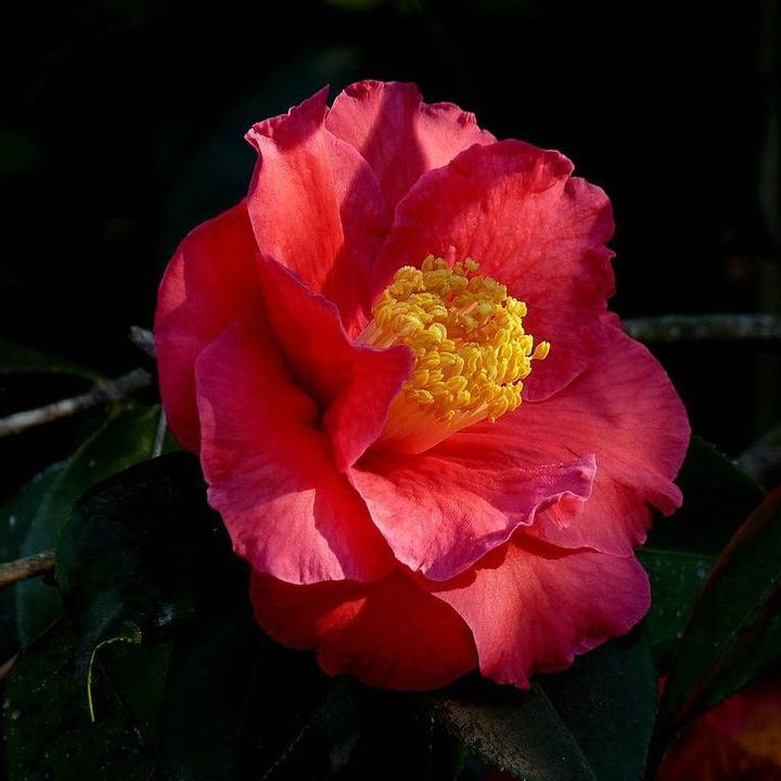 Camellia japonica 'Blood of China' ~ Blood of China Camellia-ServeScape