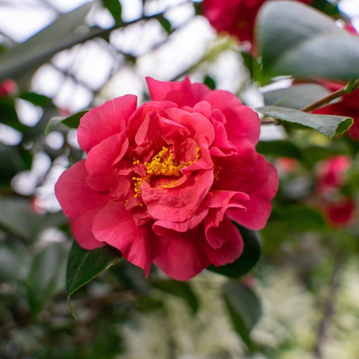 Camellia japonica 'Blood of China' ~ Blood of China Camellia - Delivered By ServeScape