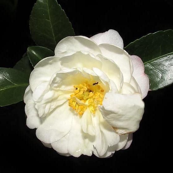 Camellia japonica 'Colonial Dame' ~ Colonial Dame Camellia-ServeScape
