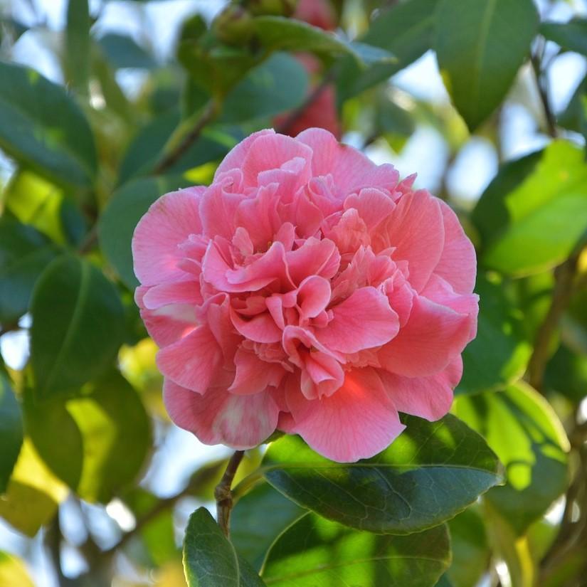 Camellia japonica 'Debutante' ~ Debutante Camellia-ServeScape