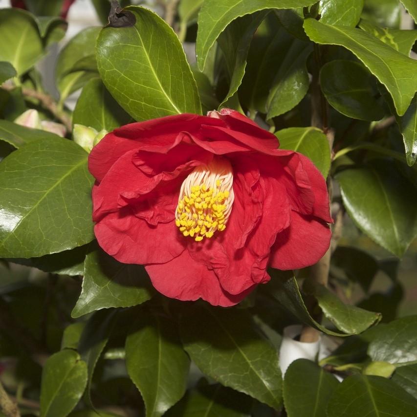 Camellia japonica 'Don Mac' ~ Don Mac Camellia-ServeScape