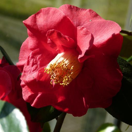 Camellia japonica 'Don Mac' ~ Don Mac Camellia-ServeScape