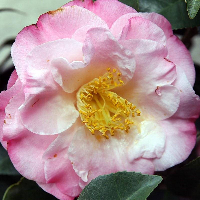 Camellia japonica 'Dr Tinsley' ~ Dr. Tinsley Camellia-ServeScape