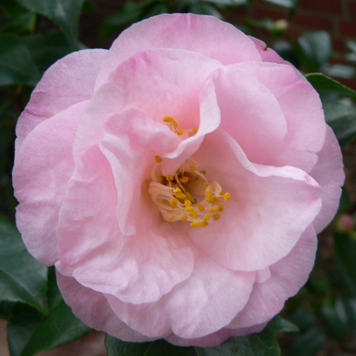 Camellia japonica 'Dr Tinsley' ~ Dr. Tinsley Camellia-ServeScape