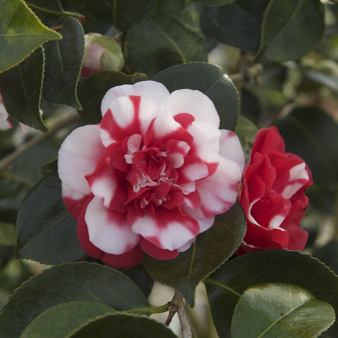 Camellia japonica 'Governor Mouton' ~ Governor Mouton Camellia-ServeScape