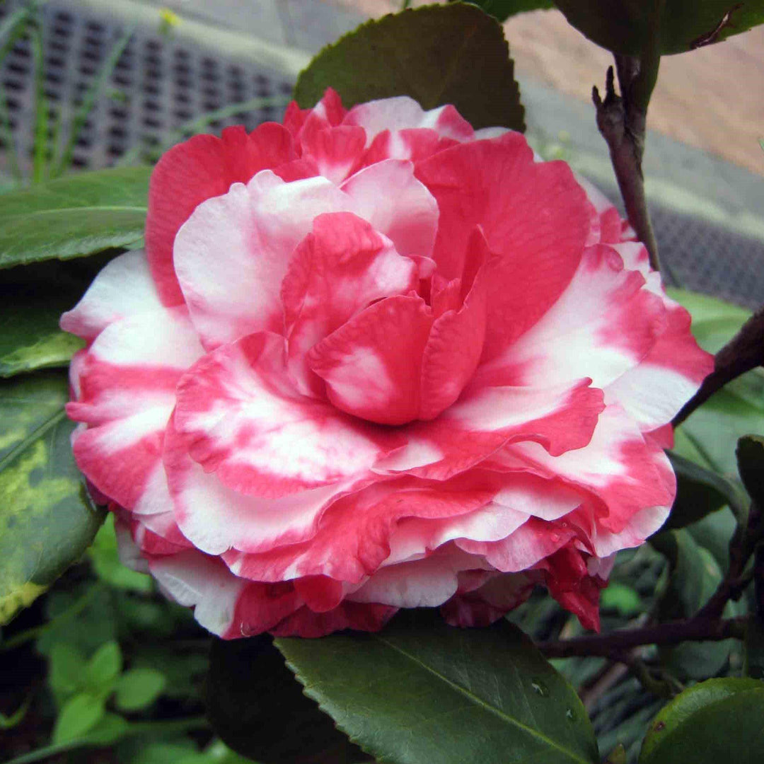 Camellia japonica 'Governor Mouton' ~ Governor Mouton Camellia - Delivered By ServeScape