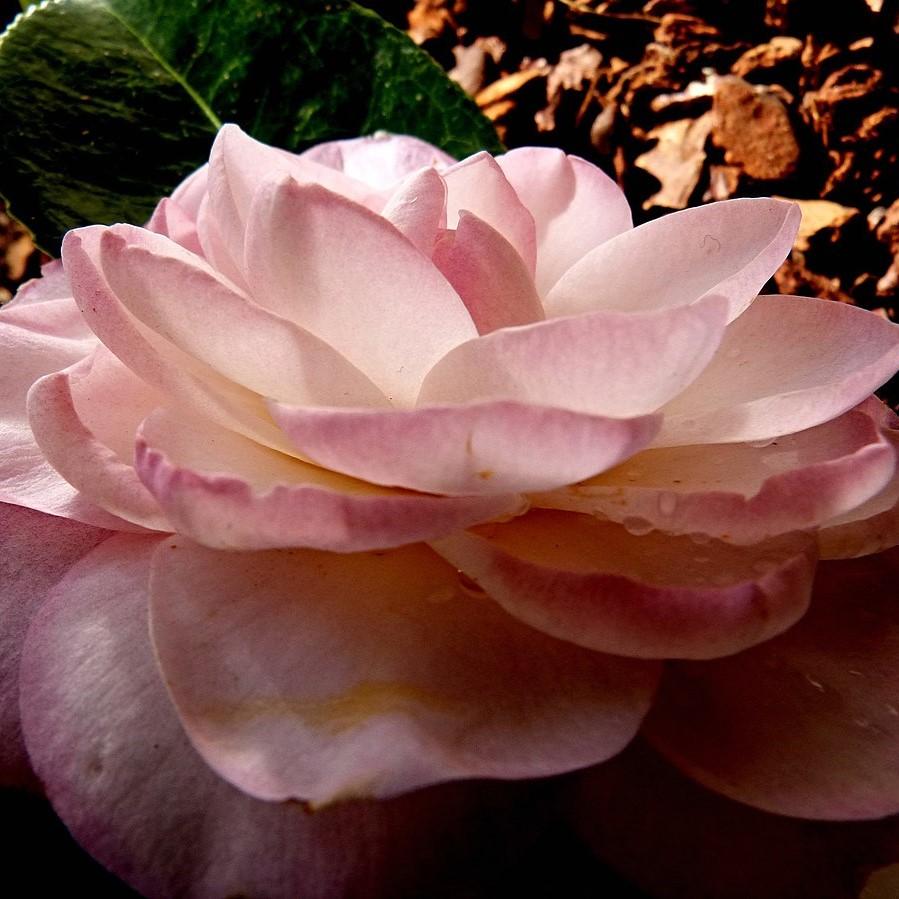 Camellia japonica 'Grace Albritton' ~ Grace Albritton Camellia-ServeScape
