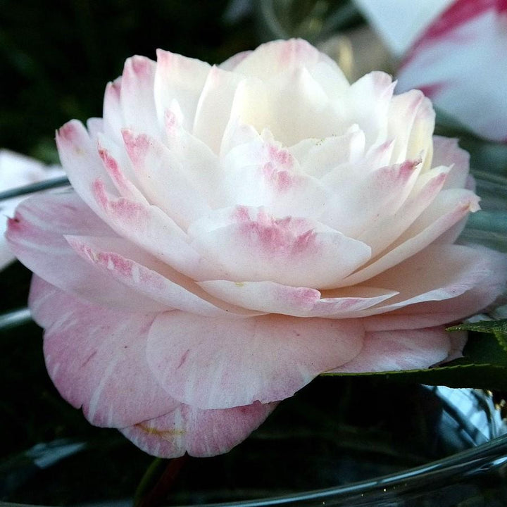 Camellia japonica 'Grace Albritton' ~ Grace Albritton Camellia-ServeScape