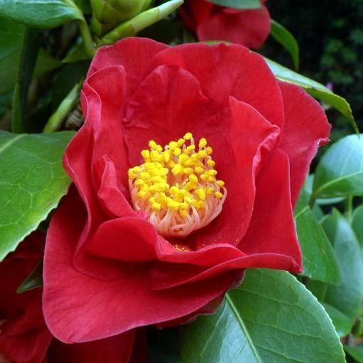 Camellia japonica 'Greensboro Red' ~ Greensboro Red Camellia-ServeScape