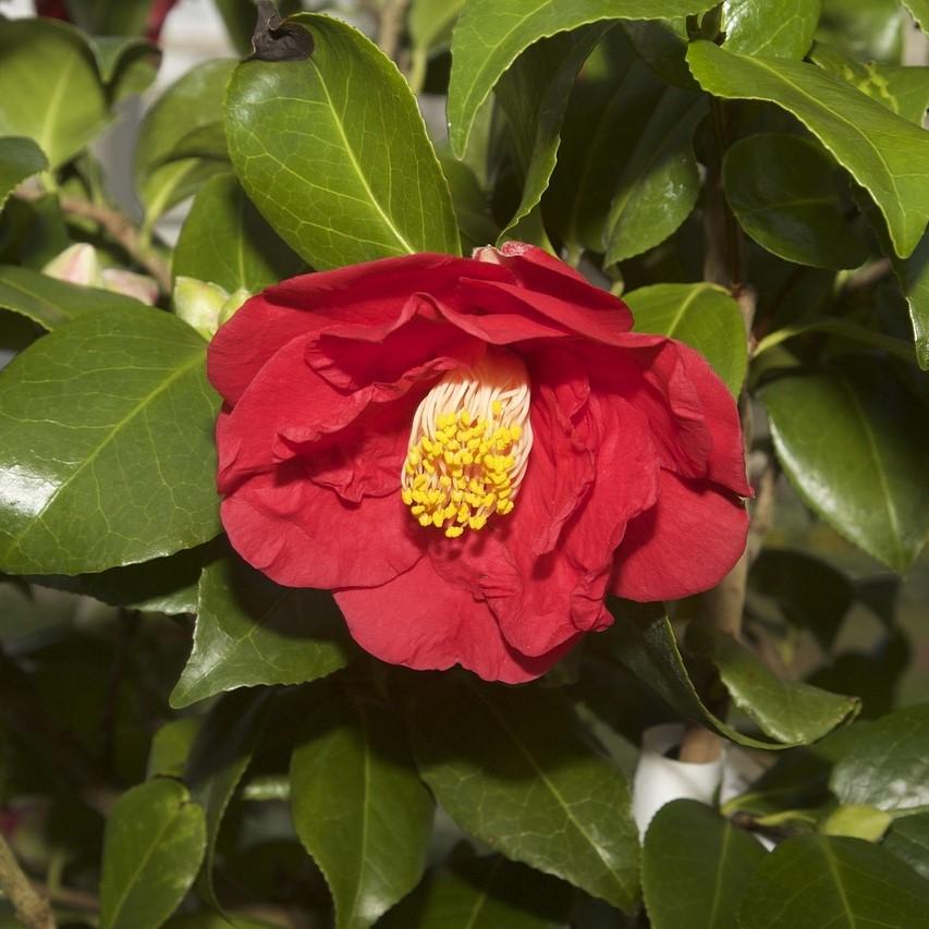 Camellia japonica 'Greensboro Red' ~ Greensboro Red Camellia - Delivered By ServeScape