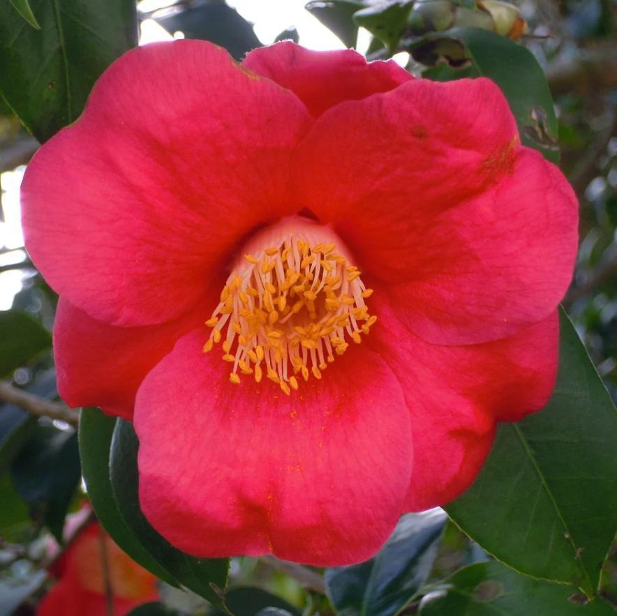 Camellia japonica 'Gunsmoke' ~ Gunsmoke Camellia-ServeScape