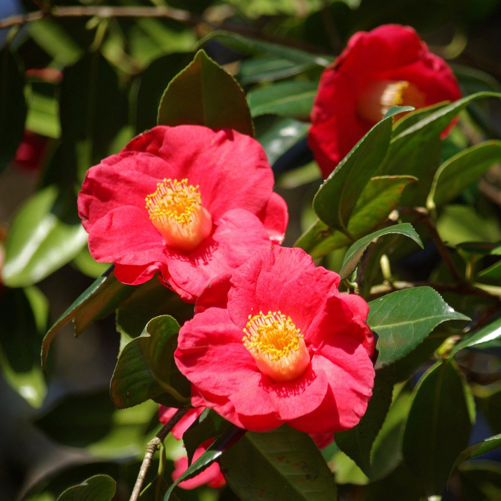 Camellia japonica 'Gunsmoke' ~ Gunsmoke Camellia - Delivered By ServeScape