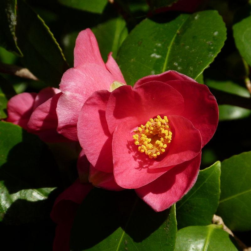 Camellia japonica ~ Japanese Camellia-ServeScape