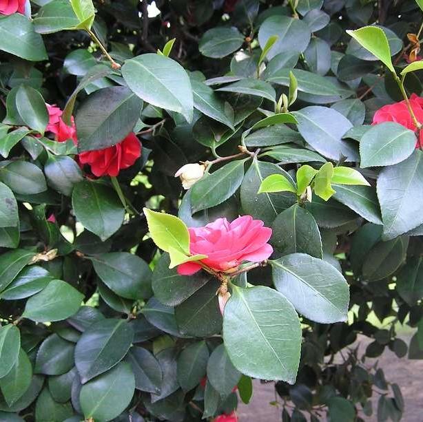 Camellia japonica ~ Japanese Camellia-ServeScape