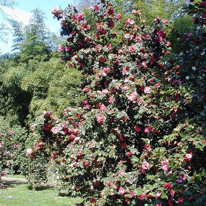 Camellia japonica ~ Japanese Camellia-ServeScape