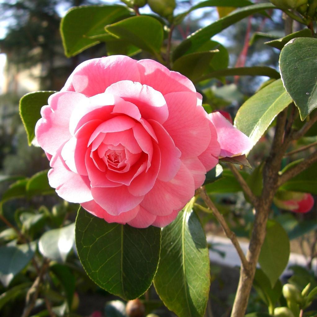 Camellia japonica 'Ju Dee' ~ Ju Dee Camellia-ServeScape