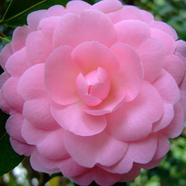 Camellia japonica 'Ju Dee' ~ Ju Dee Camellia-ServeScape