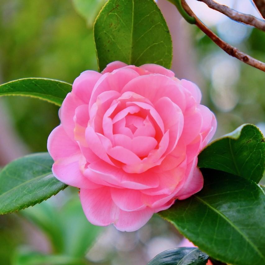 Camellia japonica 'Ju Dee' ~ Ju Dee Camellia-ServeScape