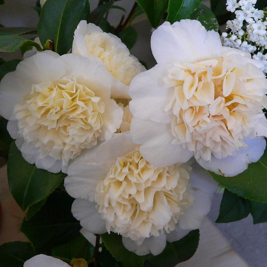Camellia japonica 'Jury's Yellow' ~ Jury's Yellow Camellia-ServeScape