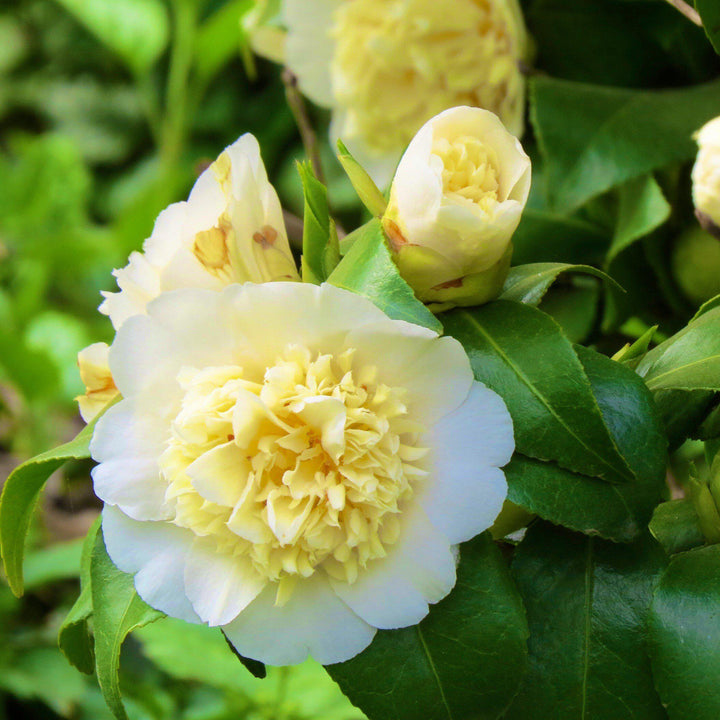 Camellia japonica 'Jury's Yellow' ~ Jury's Yellow Camellia-ServeScape