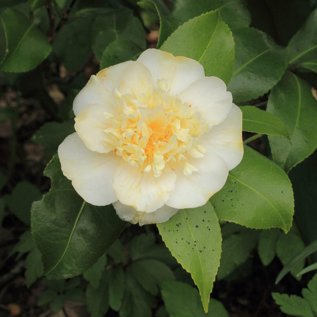 Camellia japonica 'Jury's Yellow' ~ Jury's Yellow Camellia - Delivered By ServeScape