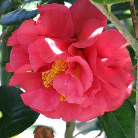 Camellia japonica 'Kramer's Supreme' ~ Kramer's Supreme Camellia-ServeScape
