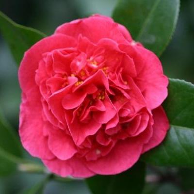 Camellia japonica 'Kramer's Supreme' ~ Kramer's Supreme Camellia - Delivered By ServeScape