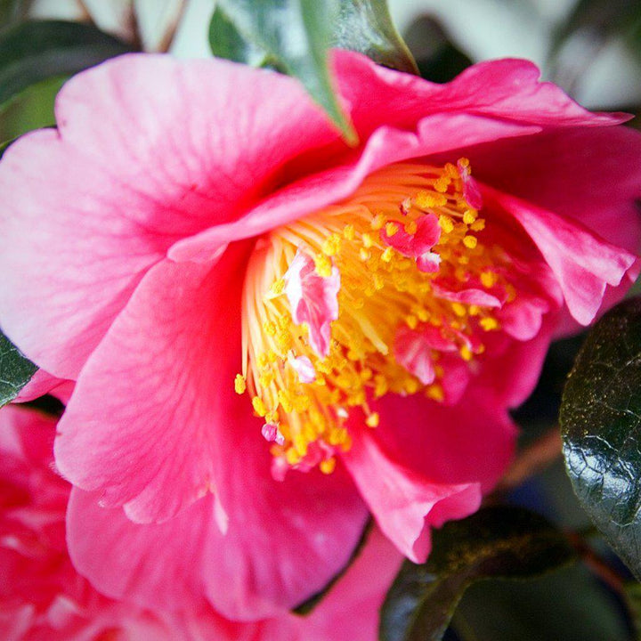 Camellia japonica 'Kumasaka' ~ Kumasaka Camellia - Delivered By ServeScape