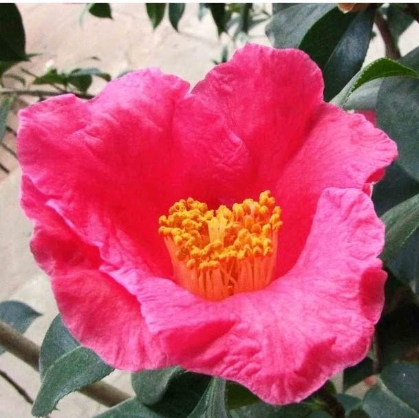 Camellia japonica 'Lady Clare' ~ Lady Clare Camellia-ServeScape