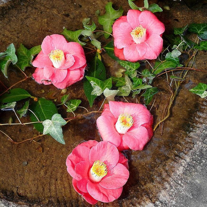 Camellia japonica 'Lady Clare' ~ Lady Clare Camellia-ServeScape